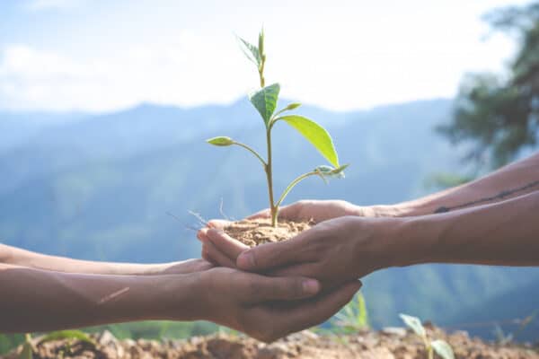 dos pares de manos sosteniendo un brote de planta