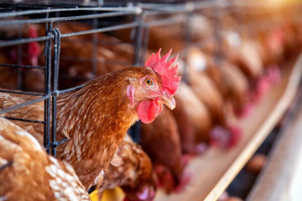 gallinas en granja