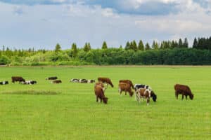 Ganaderia ecológica