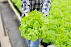 Horticultura y floricultura